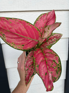 Hot Pink Hybrid of 'Pink Lady Valentine' Chinese Evergreen Aglaonema