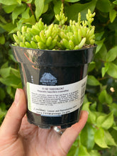 Rhipsalis Baccifera (Cassutha)