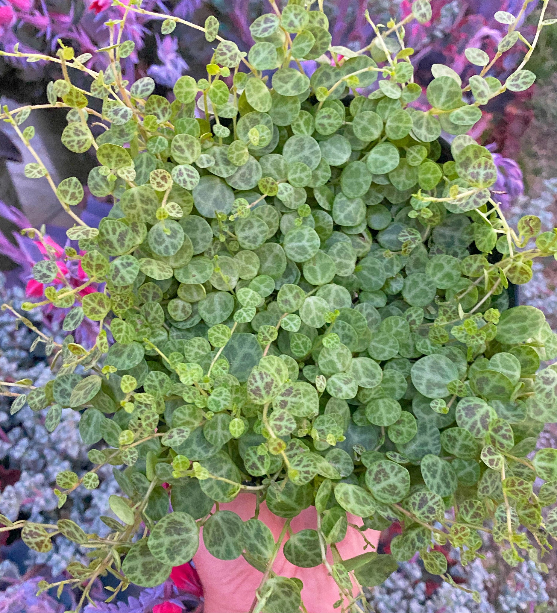 succulent string of turtles Peperomia String of Turtles – In Succulent Love