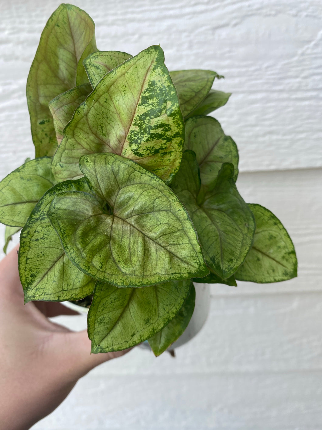 Syngonium Bob Allusion