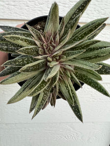 Variegated Gasteraloe *possibly crested* #2