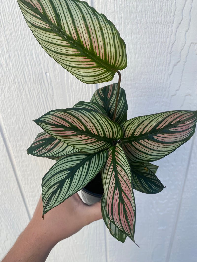 Calathea White Star – In Succulent Love