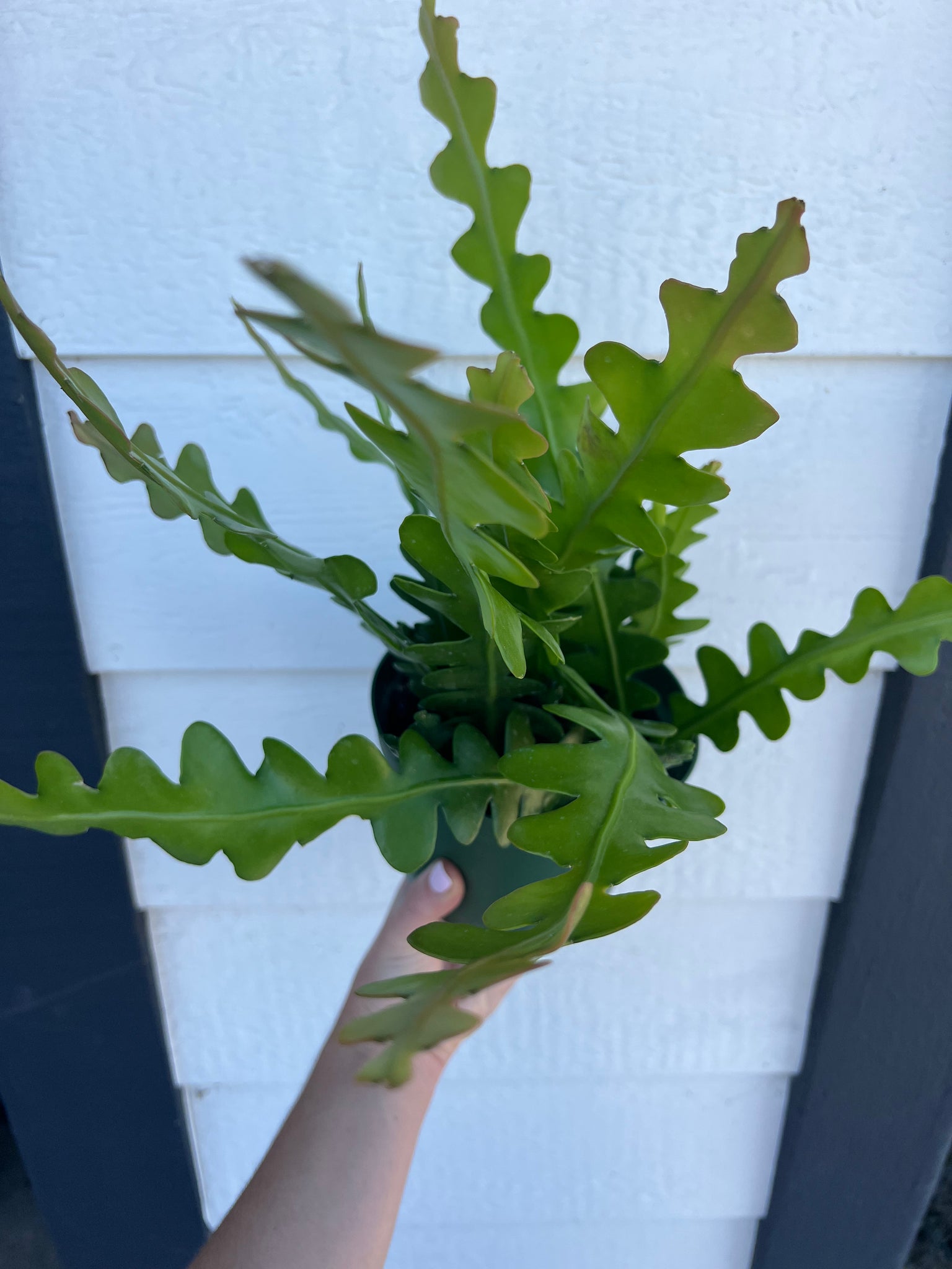 rick rack plant Epiphyllum Anguliger (Ric Rac /Fishbone Cactus )
