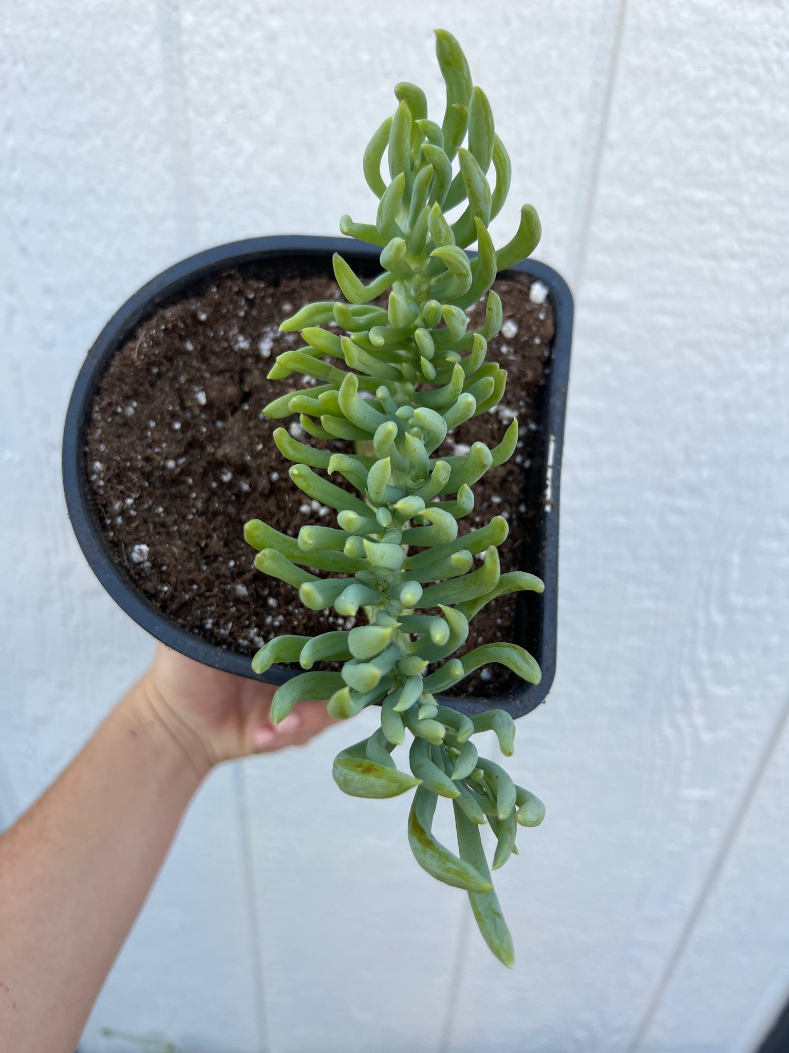 crested mermaid tail succulent Mermaid Tail