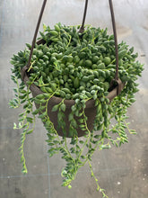 Senecio String of Raindrops / String of Teardrops