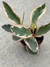 Peperomia Ginny Rainbow Tricolor