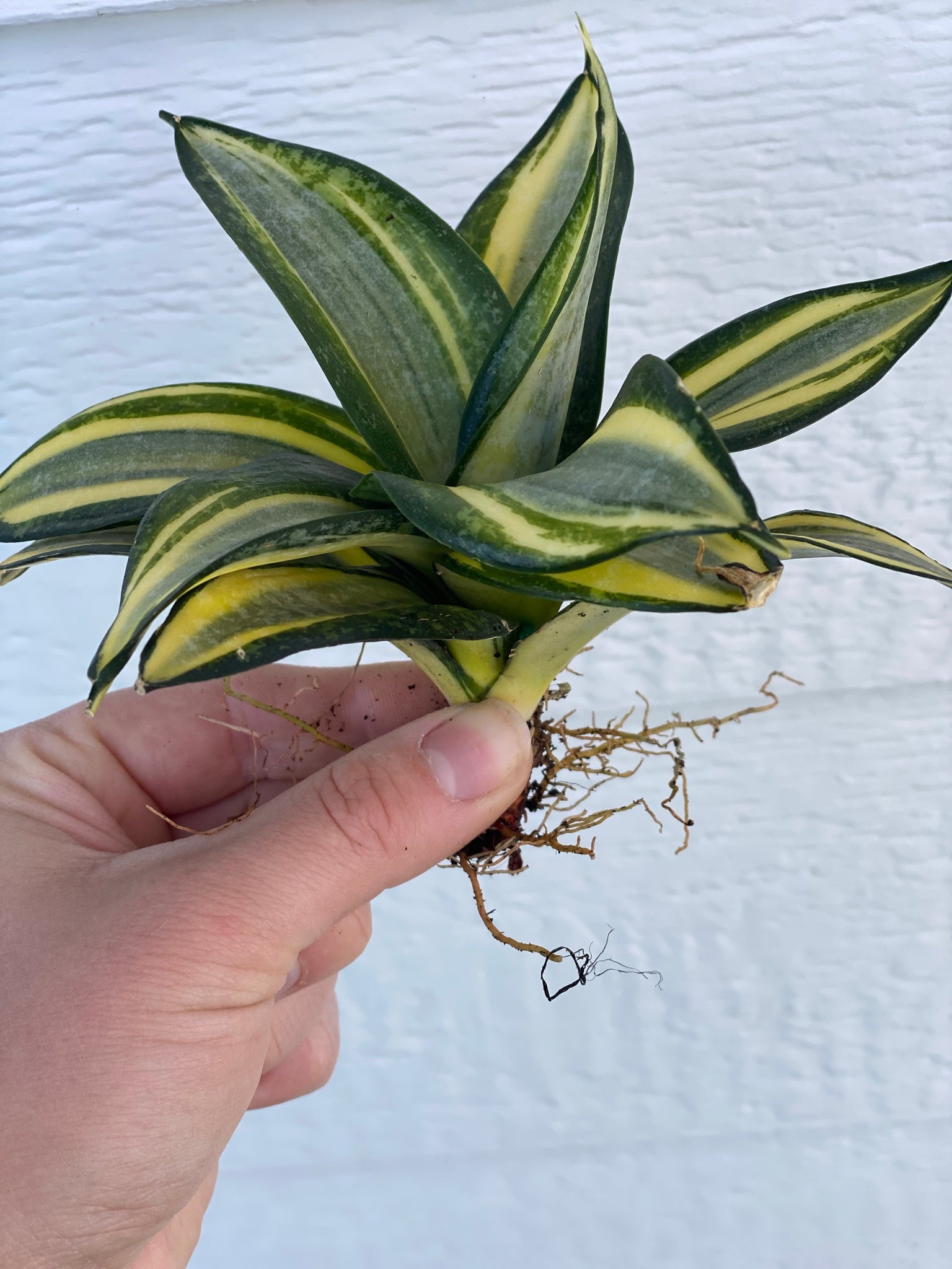 gold star snake plant Sansevieria Hahnii Gold Star – In Succulent Love