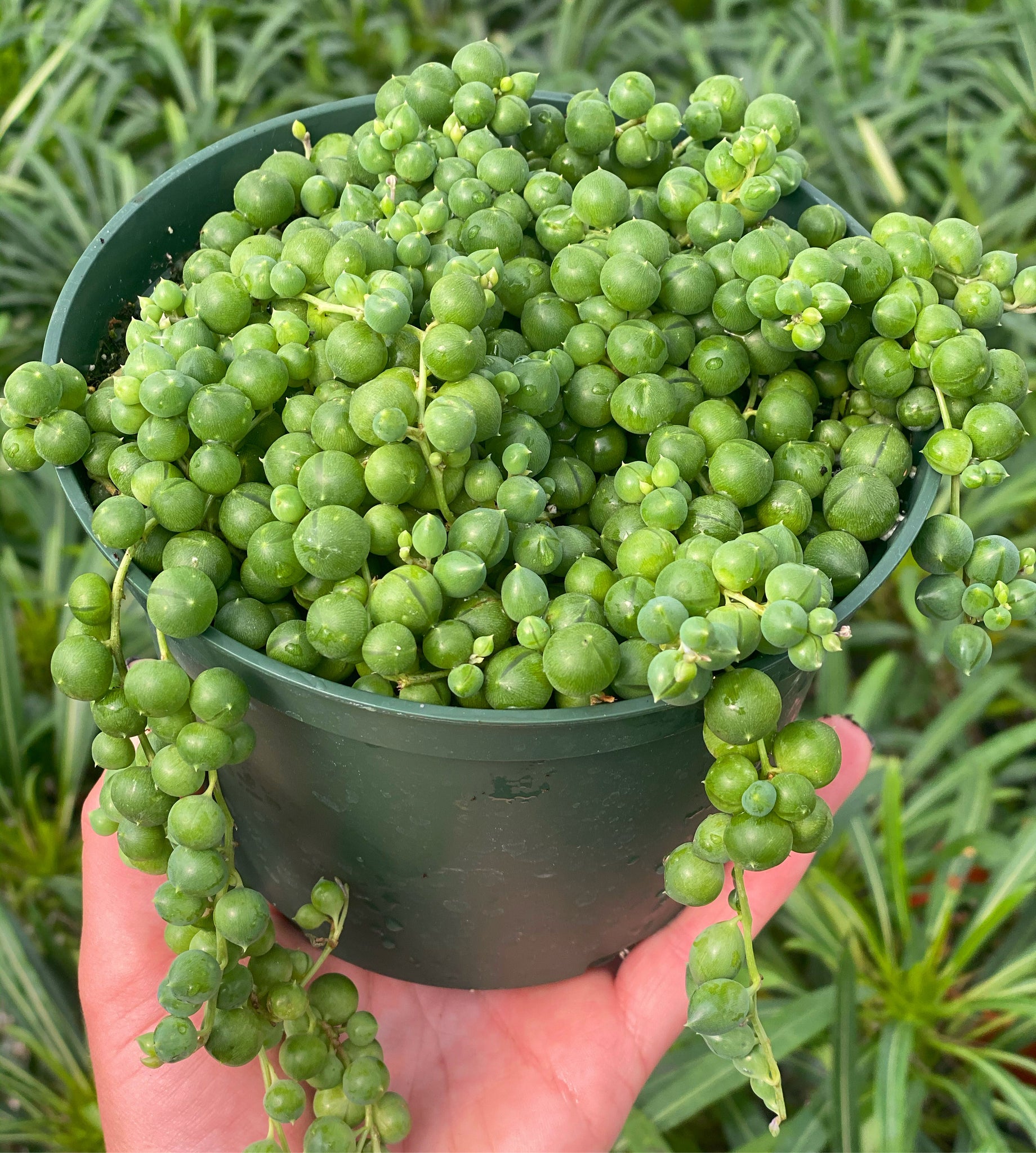 string of pearls succulent for sale Senecio String of Pearls (Senecio Rowleyanus) – In Succulent Love