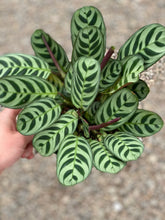Calathea Ctenanthe Burle-Marxii