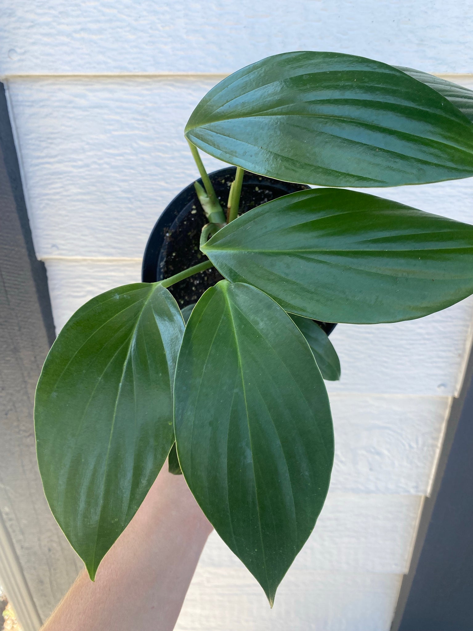 philodendron decursiva Rhaphidophora Decursiva