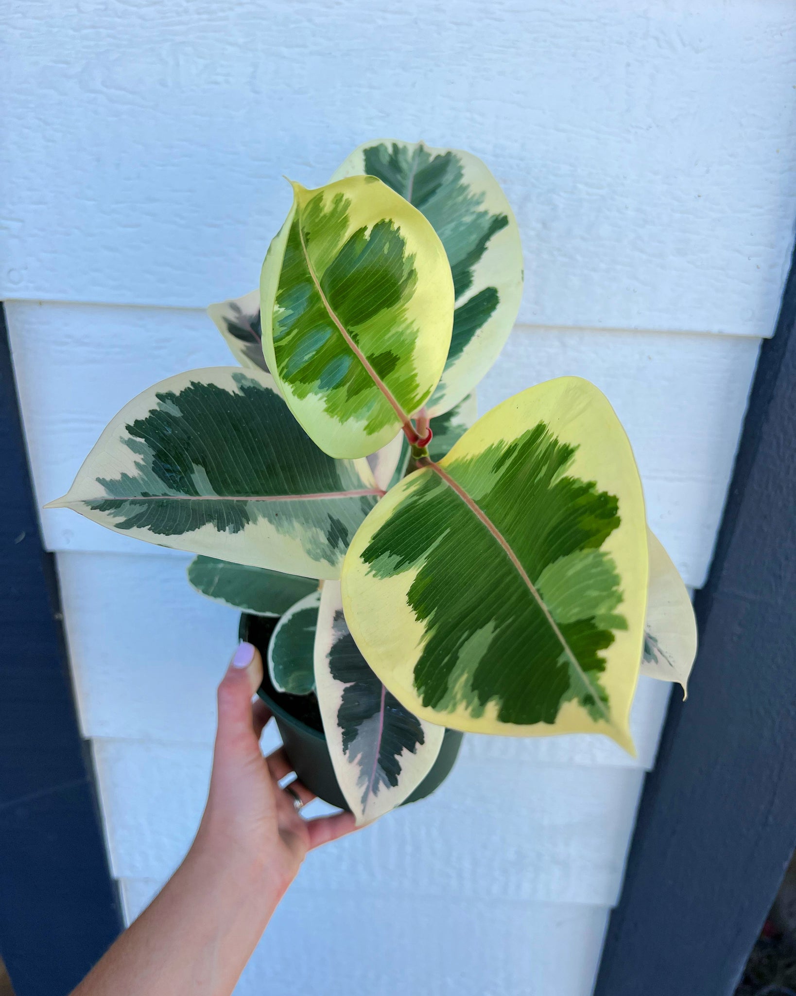 variegated rubber tree for sale Ficus Tineke Tricolor (Variegated Rubber Tree) – In Succulent Love