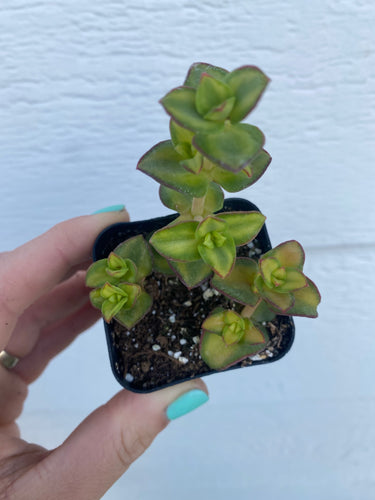 Green Variegated Crassula Calico Kitten