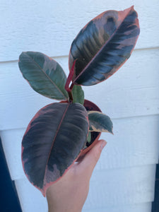pink rubber tree Ficus Decora Ruby Pink ( Rubber Tree) – In Succulent Love