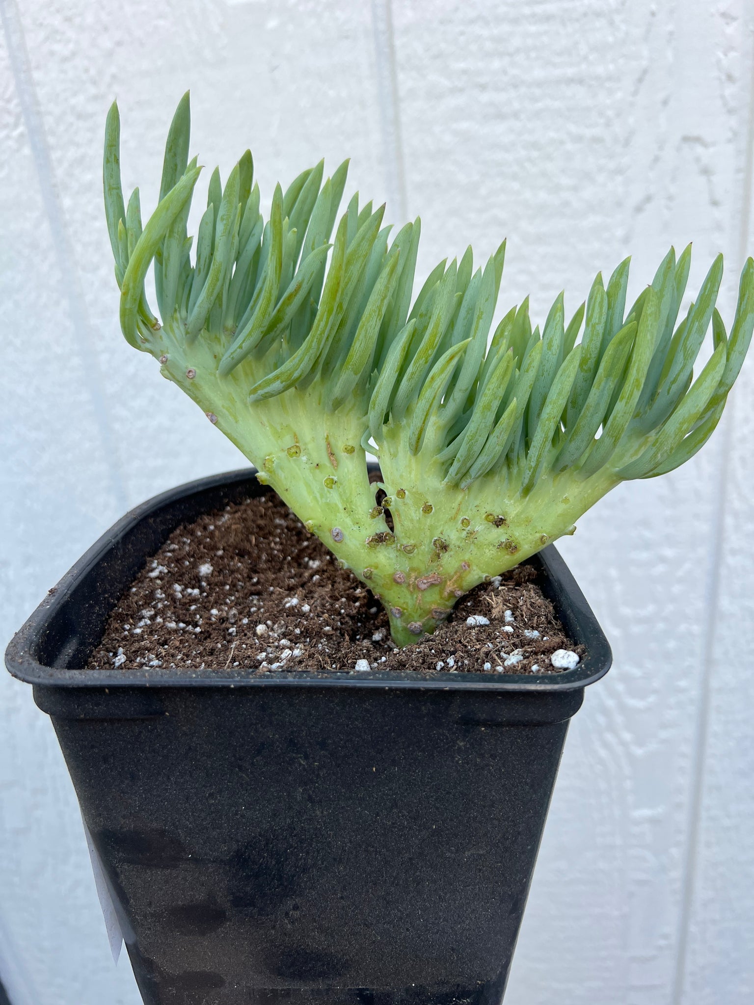 mermaid tail succulent for sale near me Mermaid Tail