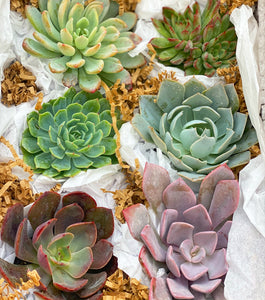 Medium Succulent Gift Box