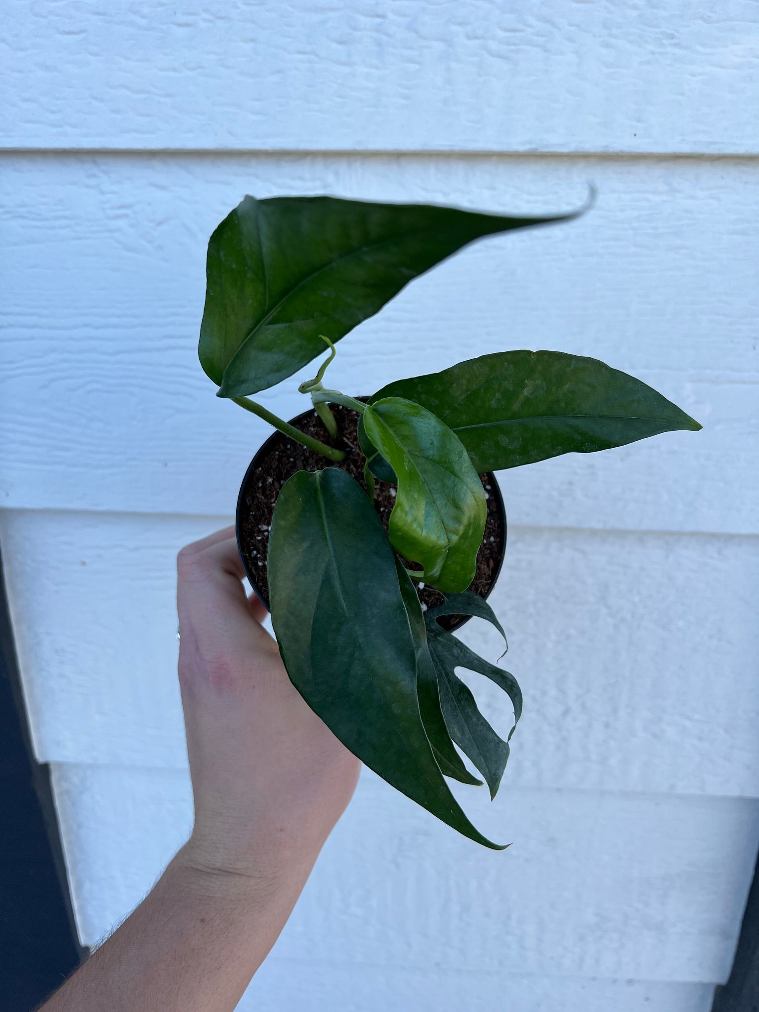 baltic blue pothos mature Baltic Blue Pothos (Epipremnum Pinnatum) – In Succulent Love