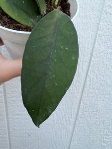 Hoya Fungii