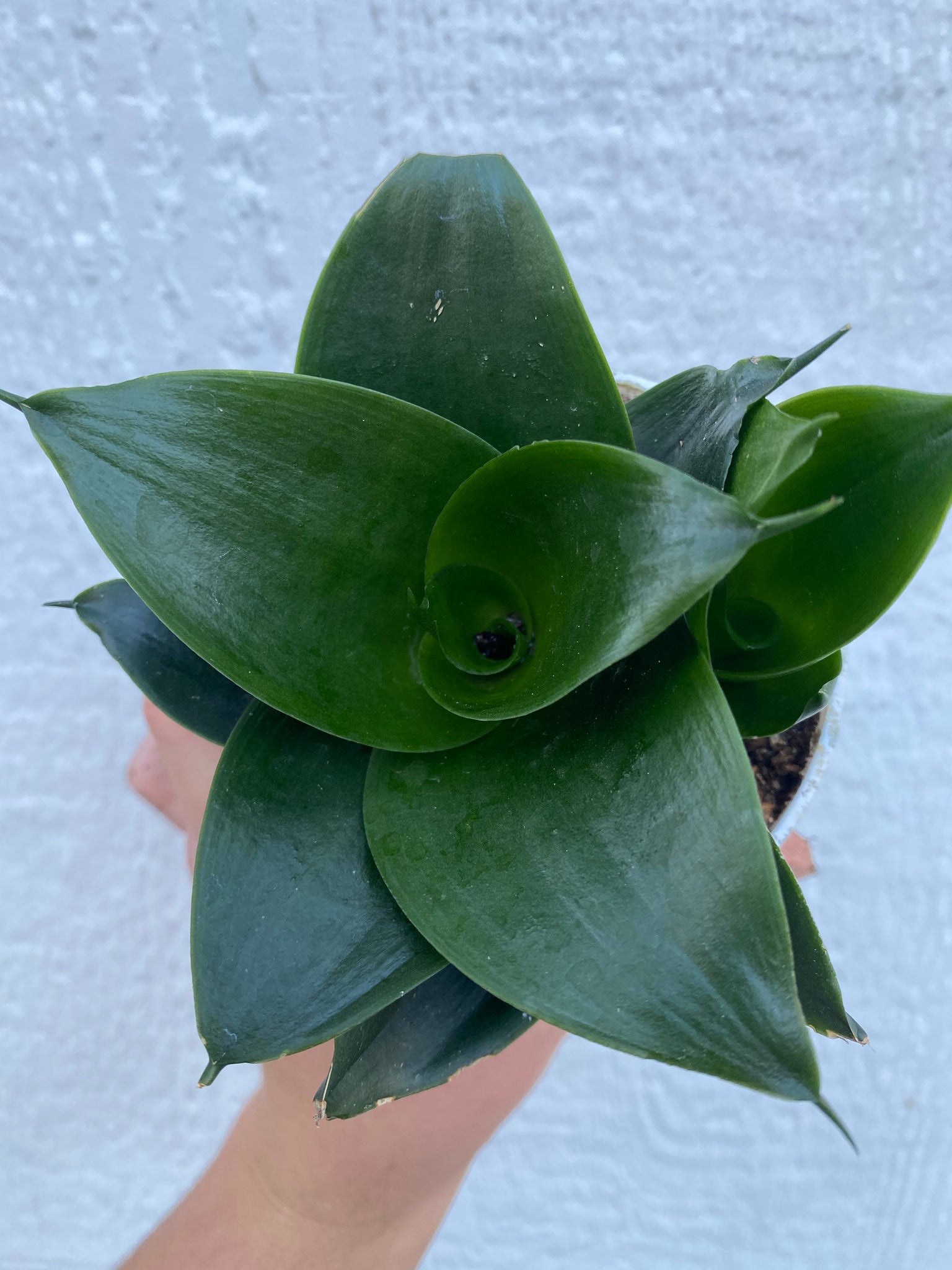 jade star snake plant Sansevieria Hahnii Jade Star