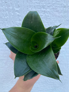 Sansevieria Hahnii Jade Star