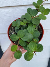 Peperomia Hope