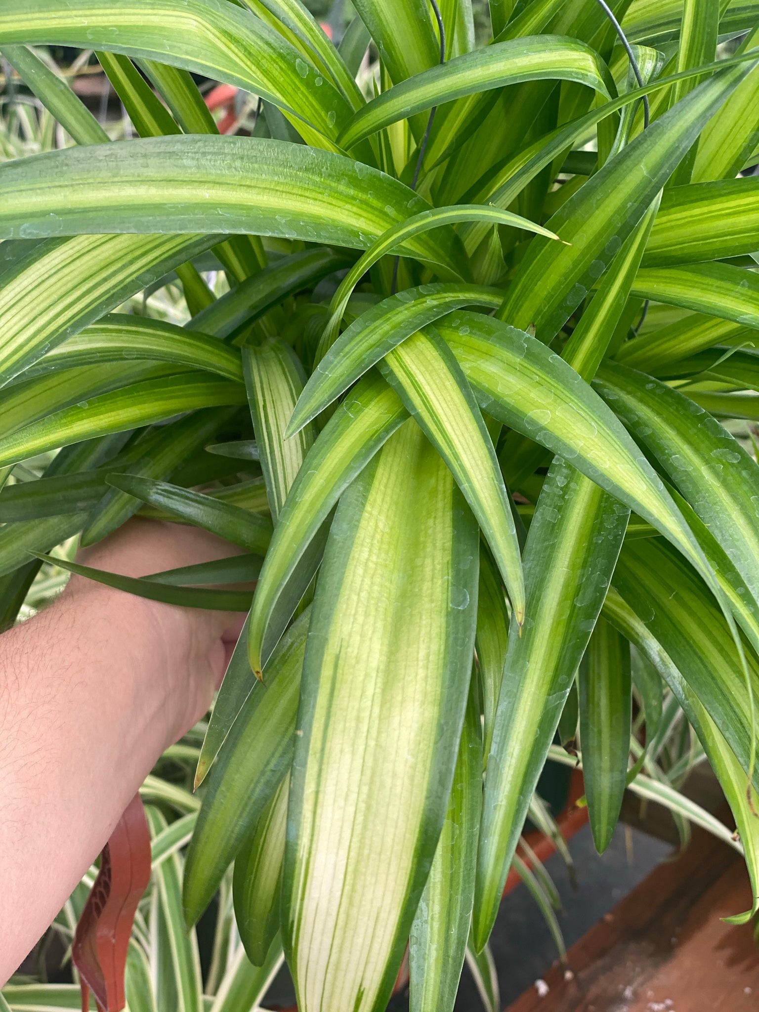 hawaiin spider plant Chlorophytum Hawaiian Spider Plant ( Green Variegated ) – In Succulent Love