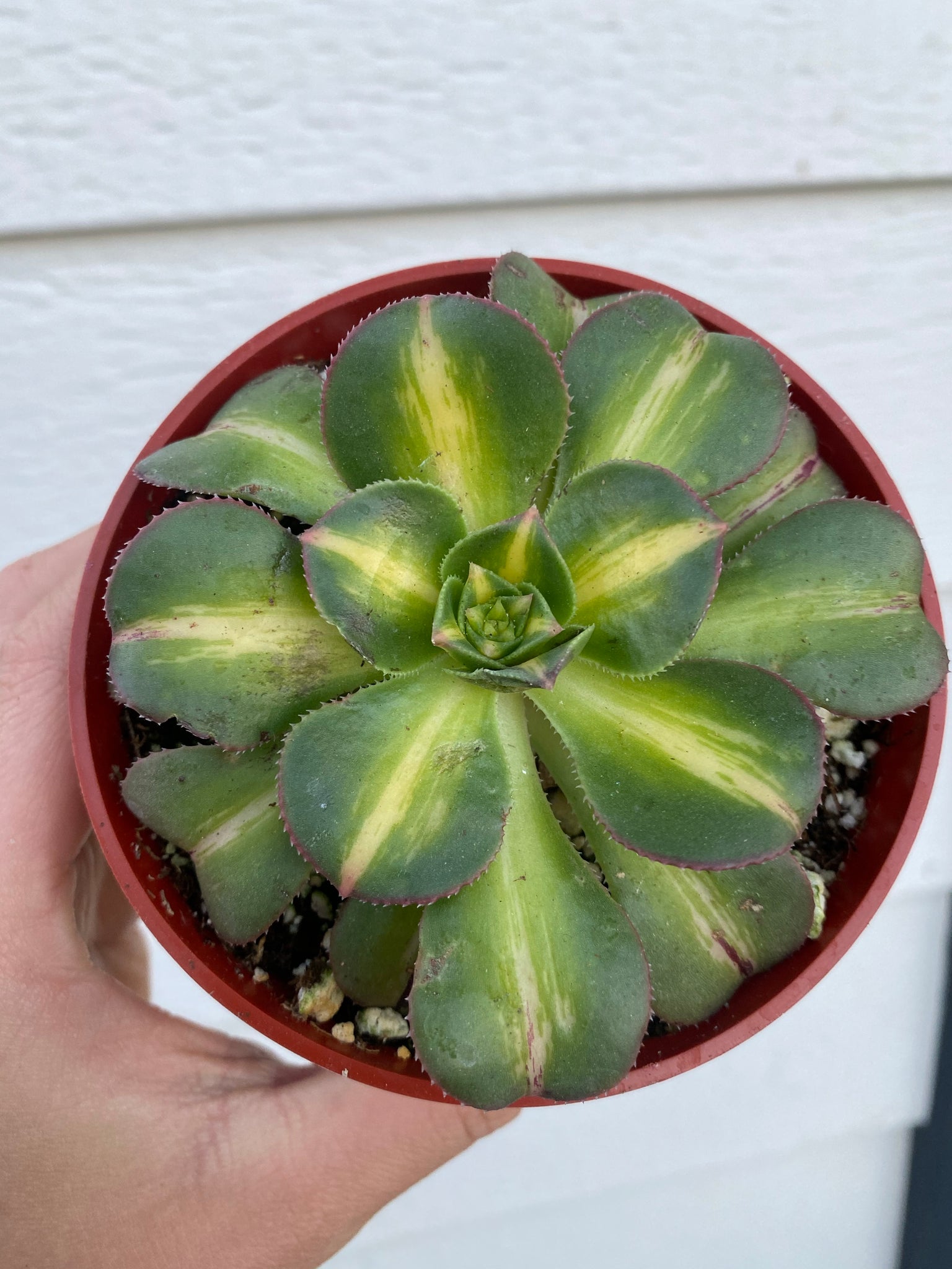 starburst succulent plant Aeonium Starburst – In Succulent Love