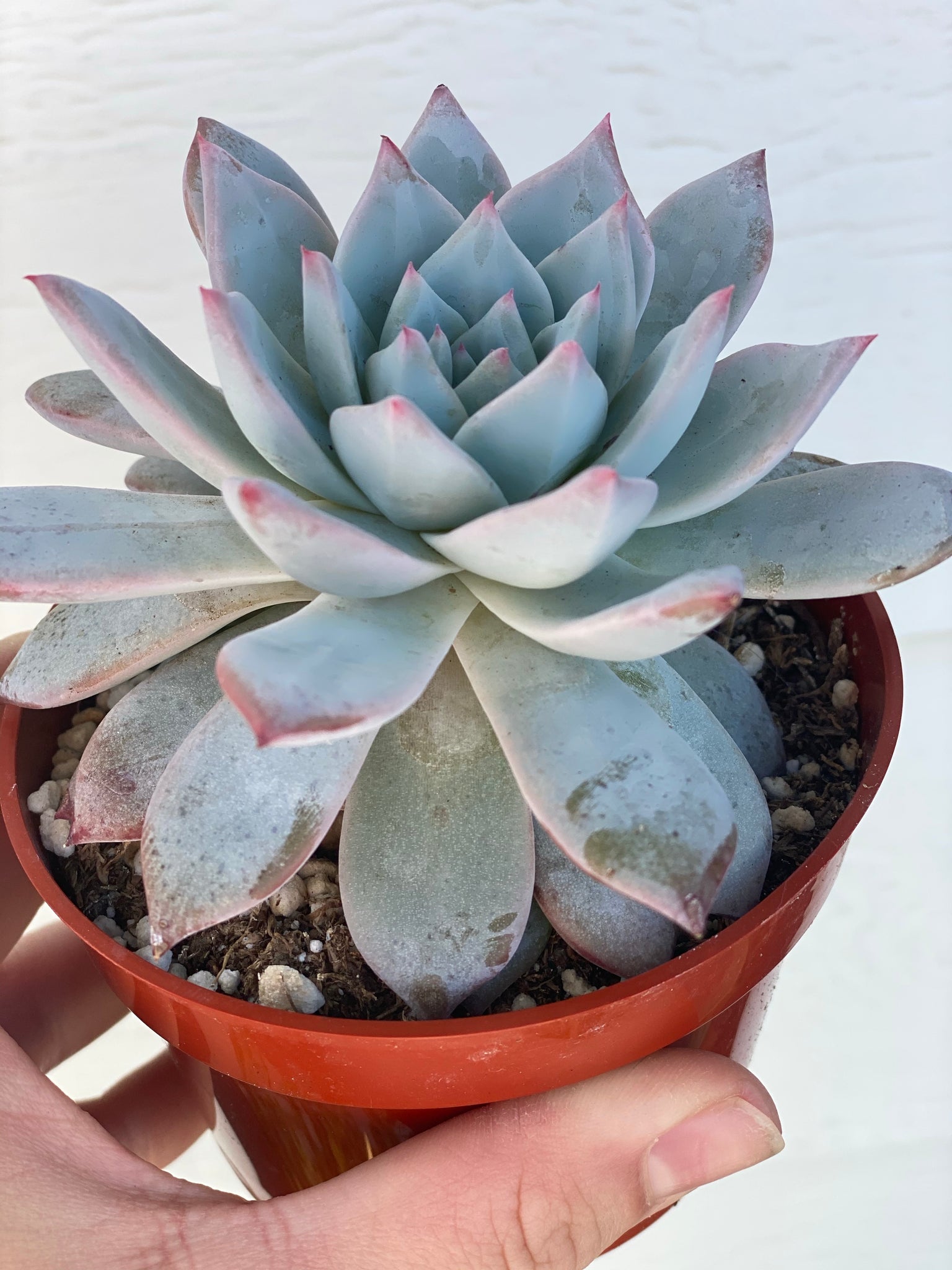 echeveria blue bird succulent Echeveria Blue Bird – In Succulent Love