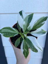 Philodendron White Wizard