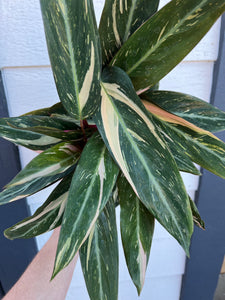 Stromanthe Magic Star Calathea