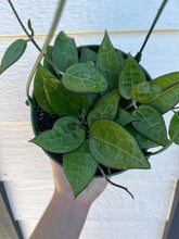 Hoya Parasitica Black Margin