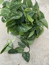 Scindapsus pictus 'Argyraeus' (Pothos Satin)