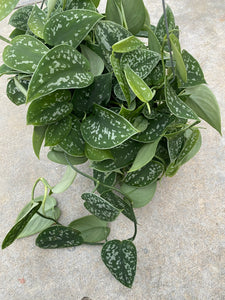 Scindapsus pictus 'Argyraeus' (Pothos Satin)