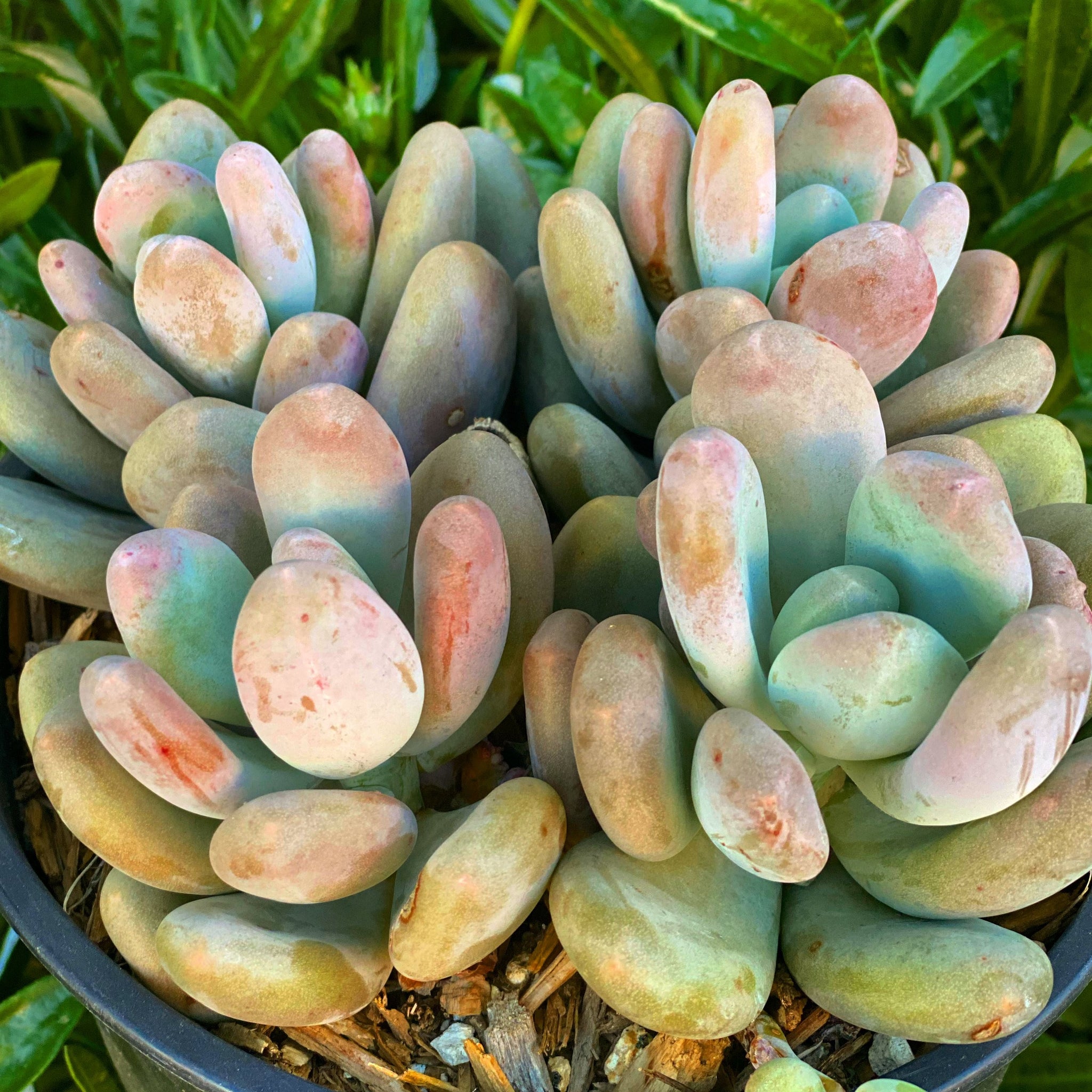 crested moonstone succulent Pink Moonstones