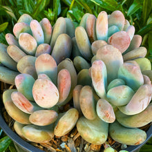 Pink Moonstones - Pachyphytum Oviferum