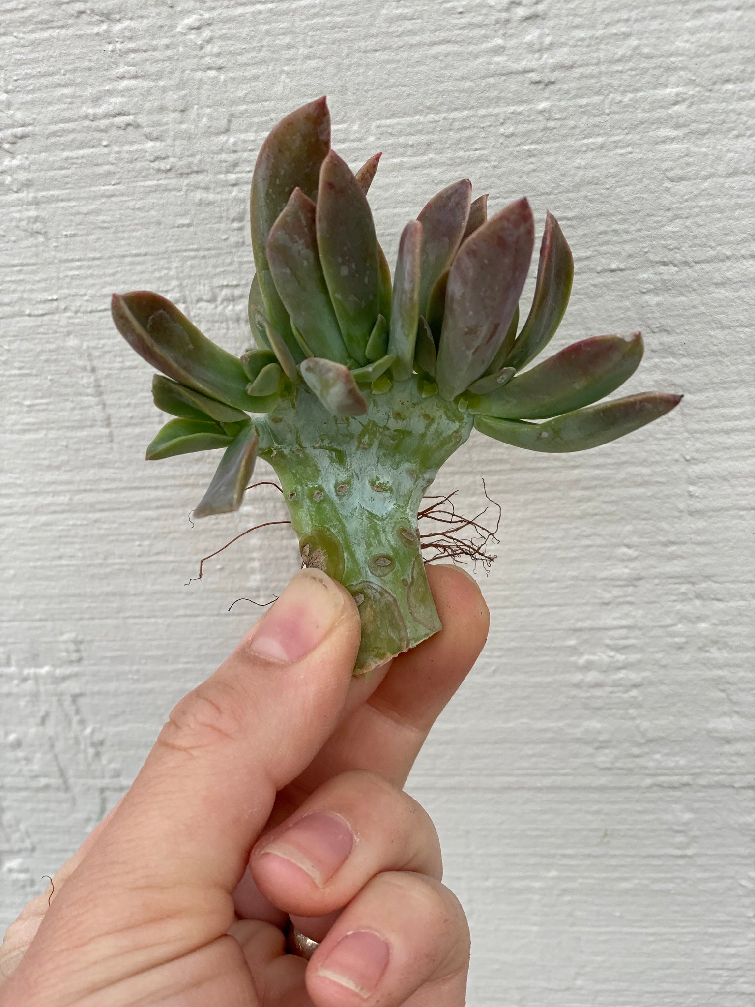 graptoveria fred ives succulent Small Crested Graptoveria Fred Ives #2 – In Succulent Love