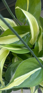 Philodendron Silver Stripe