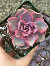 Echeveria Rainbow