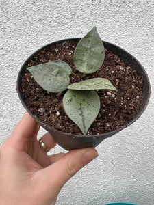 Hoya Krohniana Eskimo / Super Silver