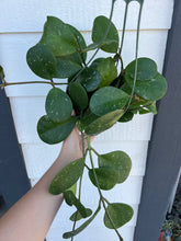 Hoya Obovata