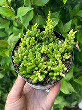 Rhipsalis Baccifera (Cassutha)