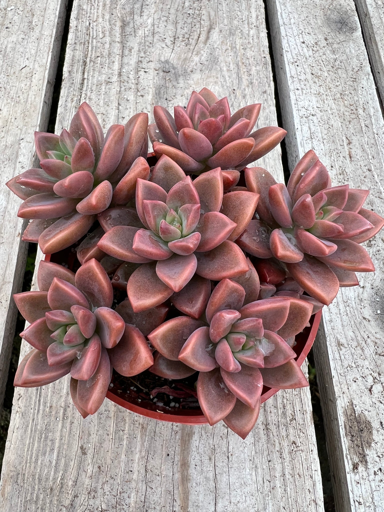 sedum sunset succulent Graptosedum California Sunset