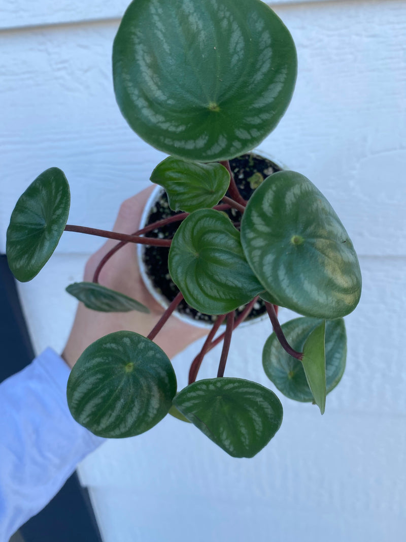 watermelon house plant Peperomia Watermelon (Peperomia Argyreia) – In Succulent Love