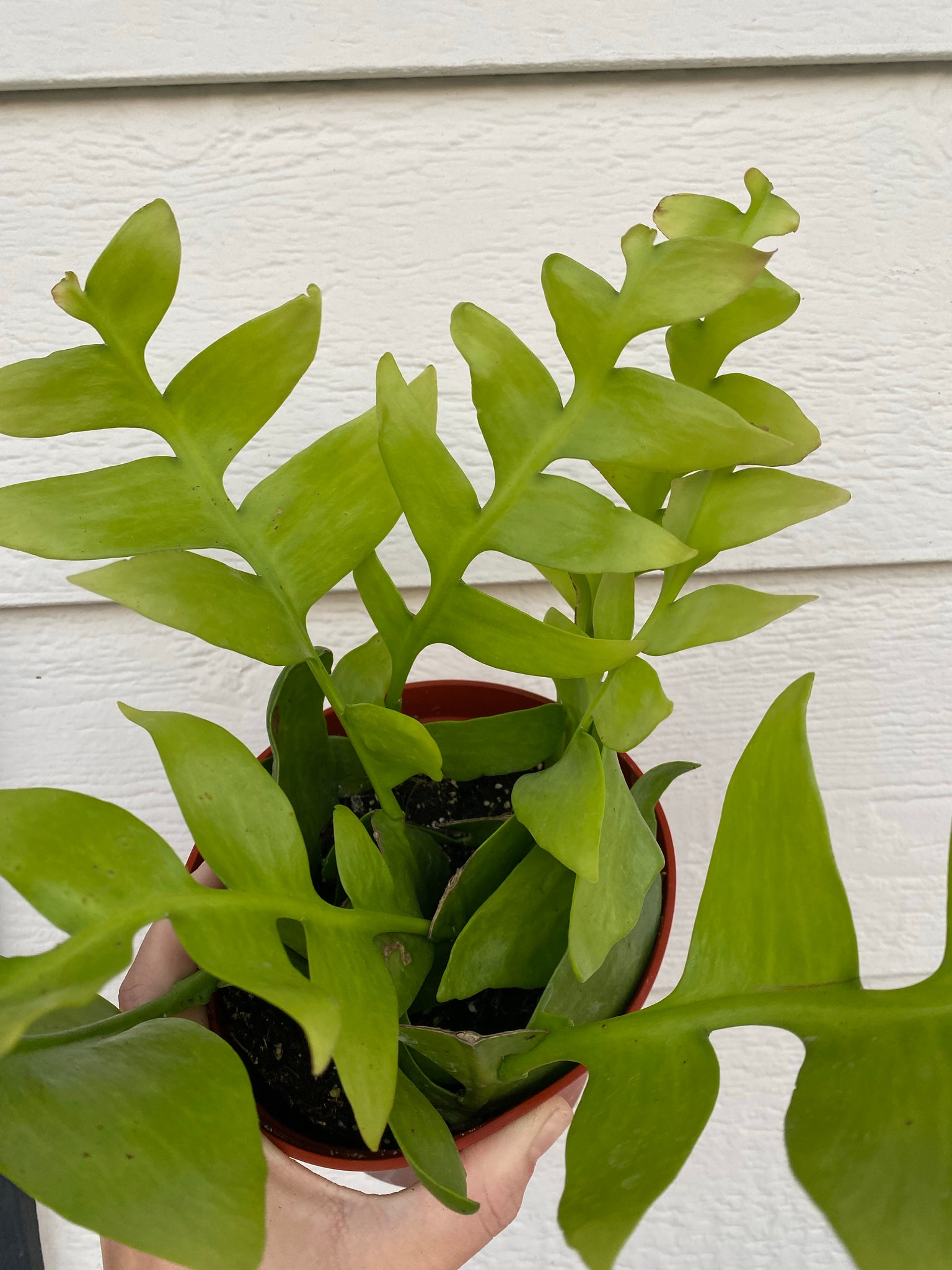 tooth succulent Shark Tooth Cactus (Selenicereus Chrysocardium) – In Succulent Love
