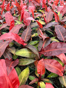 Philodendron ‘Sun Red’