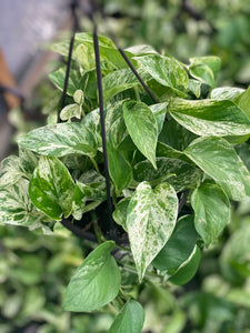 Pothos Snow Queen