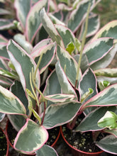 Peperomia Ginny Rainbow Tricolor