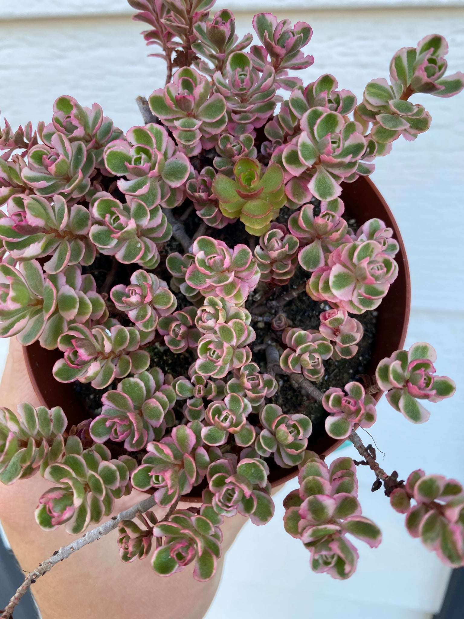 tricolor succulent Sedum Spurium 'Tricolor'