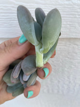 Blue Moonstones Pachyphytum Oviferum