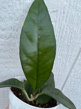 Hoya Fungii