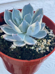 Echeveria Variegated Subsessilis